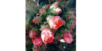 Cactus flowers + Sandalwood  - MOODGIE